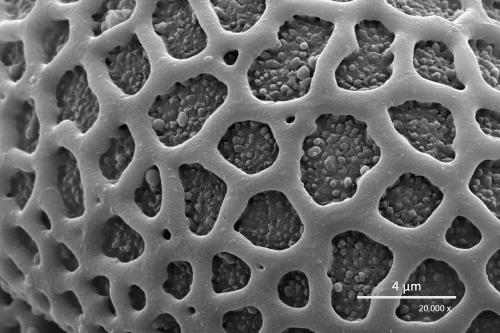 Bretschneidera sinensis 鐘萼木 G0025-F0345-0001-609