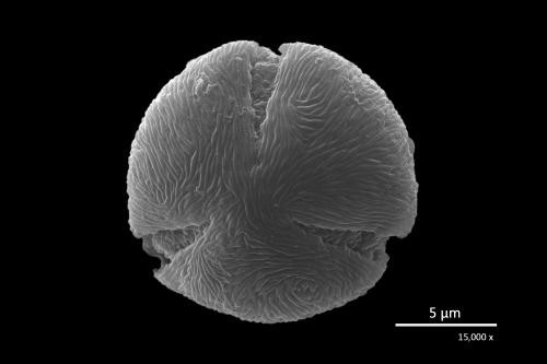 Prunus phaeosticta 黑星櫻 G0025-F0214-0205-602