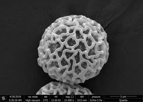 Stephania cephalantha 大還魂 P0237_acetolysis_Fan_3