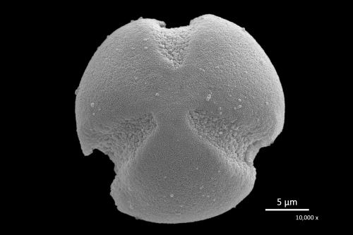 Viola adenothrix 喜岩堇菜 G0025-F0272-0010-601