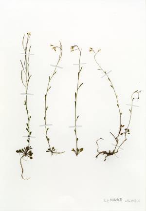 Arabidopsis lyrata subsp. kamchatica 玉山筷子芥 HS_CYL003_001