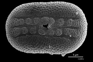 Justicia procumbens var. procumbens 爵床 G0025-F0456-0013-603