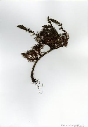 Artemisia morrisonensis 細葉山艾 HS_CYL015_002