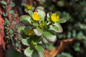 Portulaca oleracea 馬齒莧 tmp_004